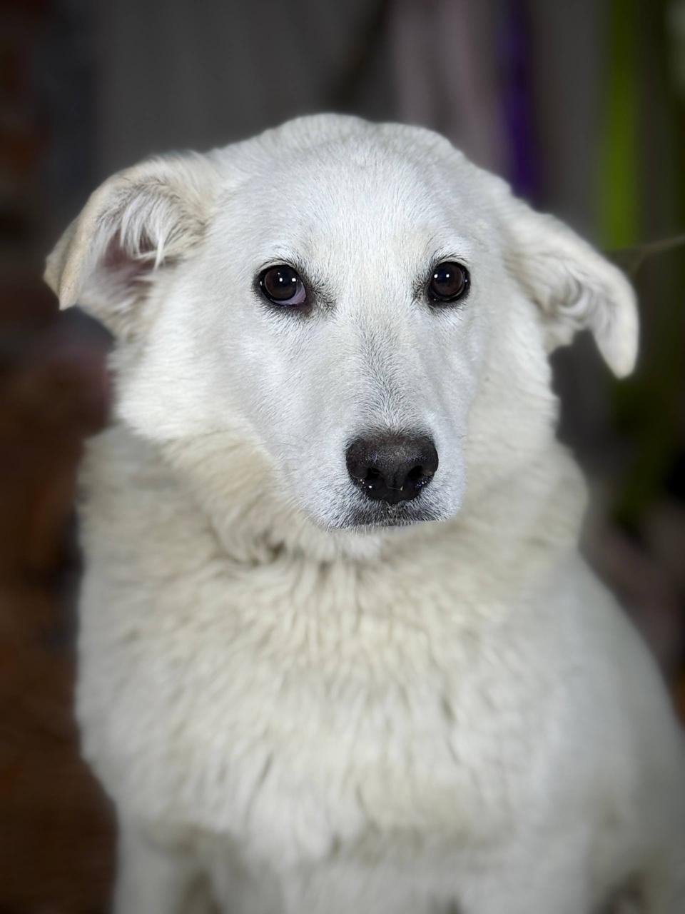 Chiens à adopter